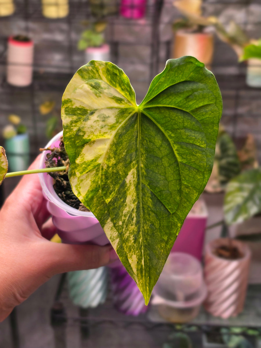 Anthurium (Pterodactyl x Luxurians) x (Papillilaminum x Magnificum) Clone | Rare Collector Hybrid