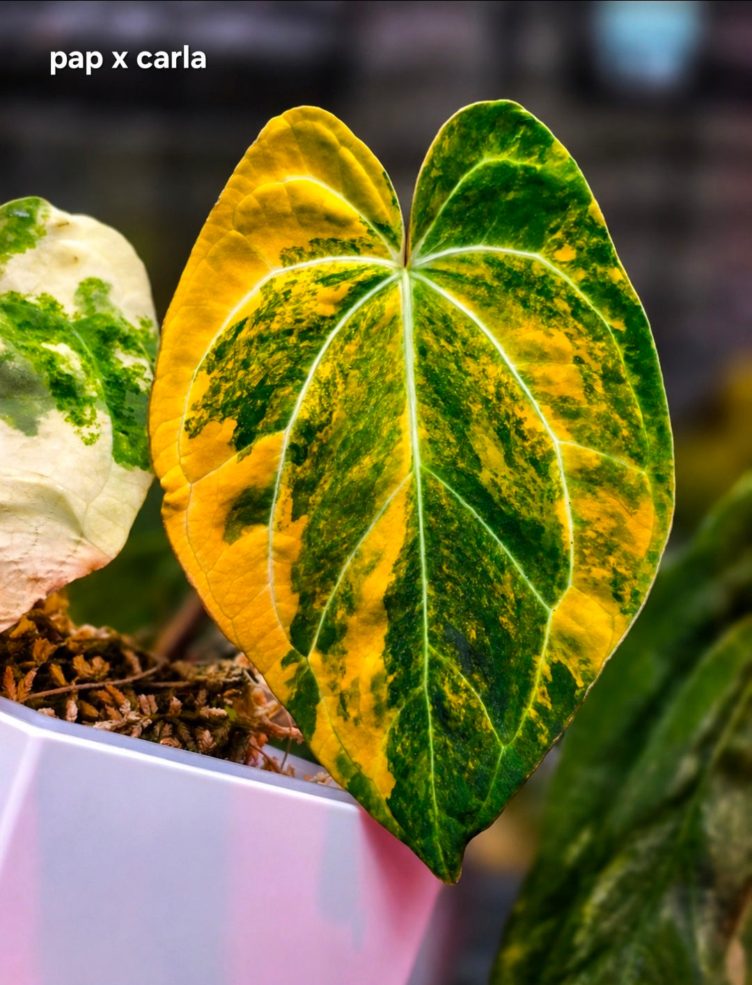 Anthurium Papillilaminum × Carlablackiae | High-Variegation Velvet Collector Clone