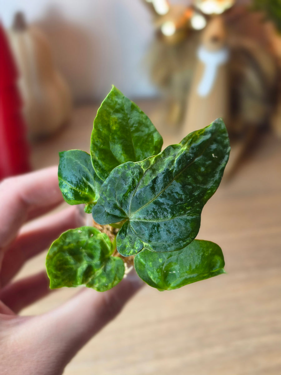 Anthurium Forgetii × RVDP Mutated | Baby, 5 Leaves