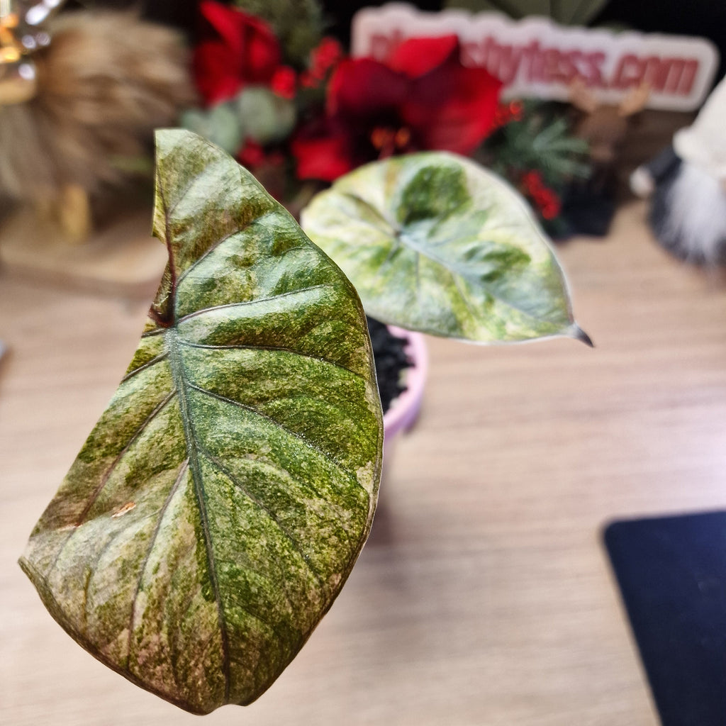 Alocasia Serendipidy Gold