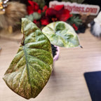 Alocasia Serendipidy Gold