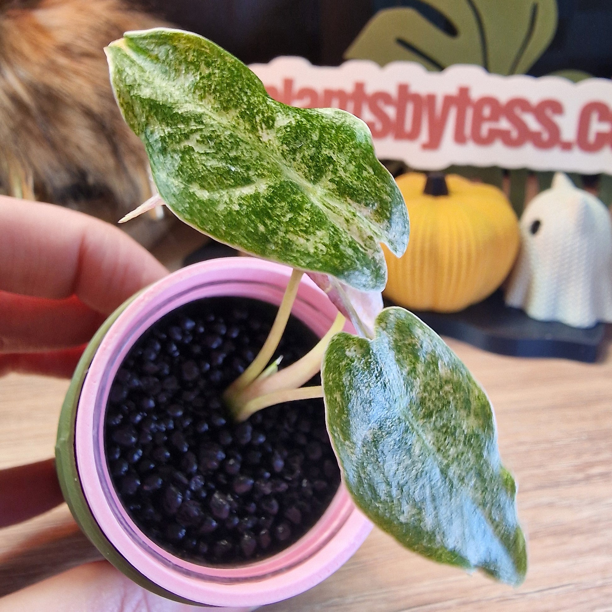 Alocasia Black Satun stardust