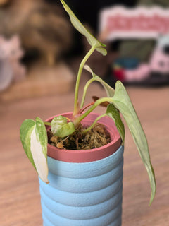 Anthurium Papillilaminum Variegated × Michelle #3 | Velvet Variegated Collector Hybrid