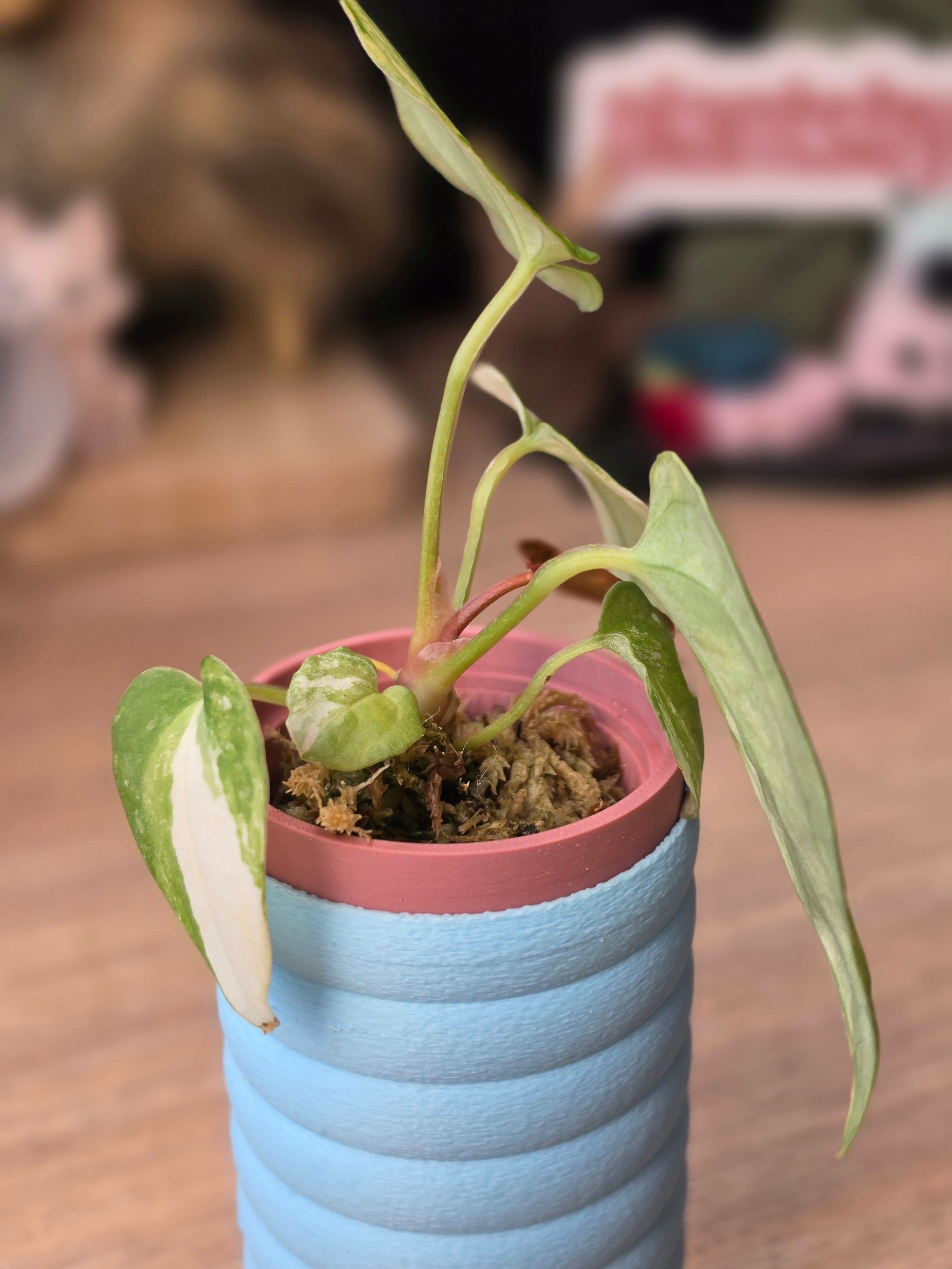 Anthurium Papillilaminum Variegated × Michelle #3 | Velvet Variegated Collector Hybrid