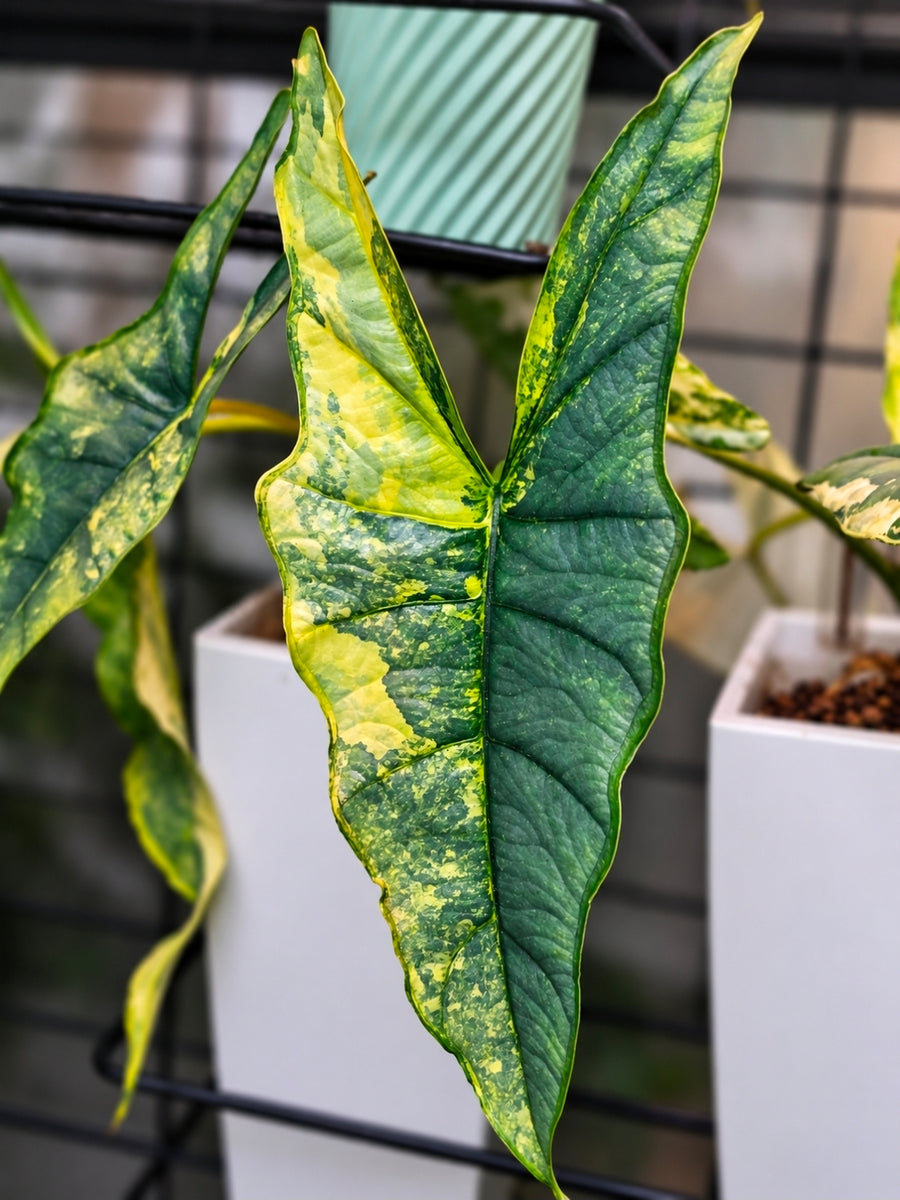 Alocasia heterophylla 'Metallic Blue' Aurea | Variegated Corm Grown Baby, 1 Leaf