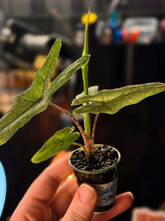 Alocasia Sabrina sp. Narrow Stardust | Pink Variegated Collector Plant #3