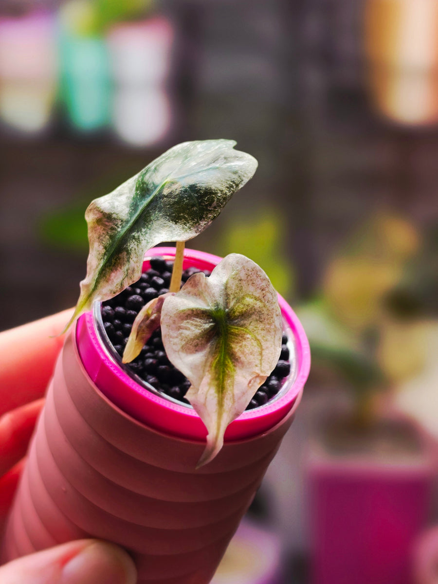 Alocasia Venom Polly Pink | Ultra Rare Pink Variegated Collector Alocasia