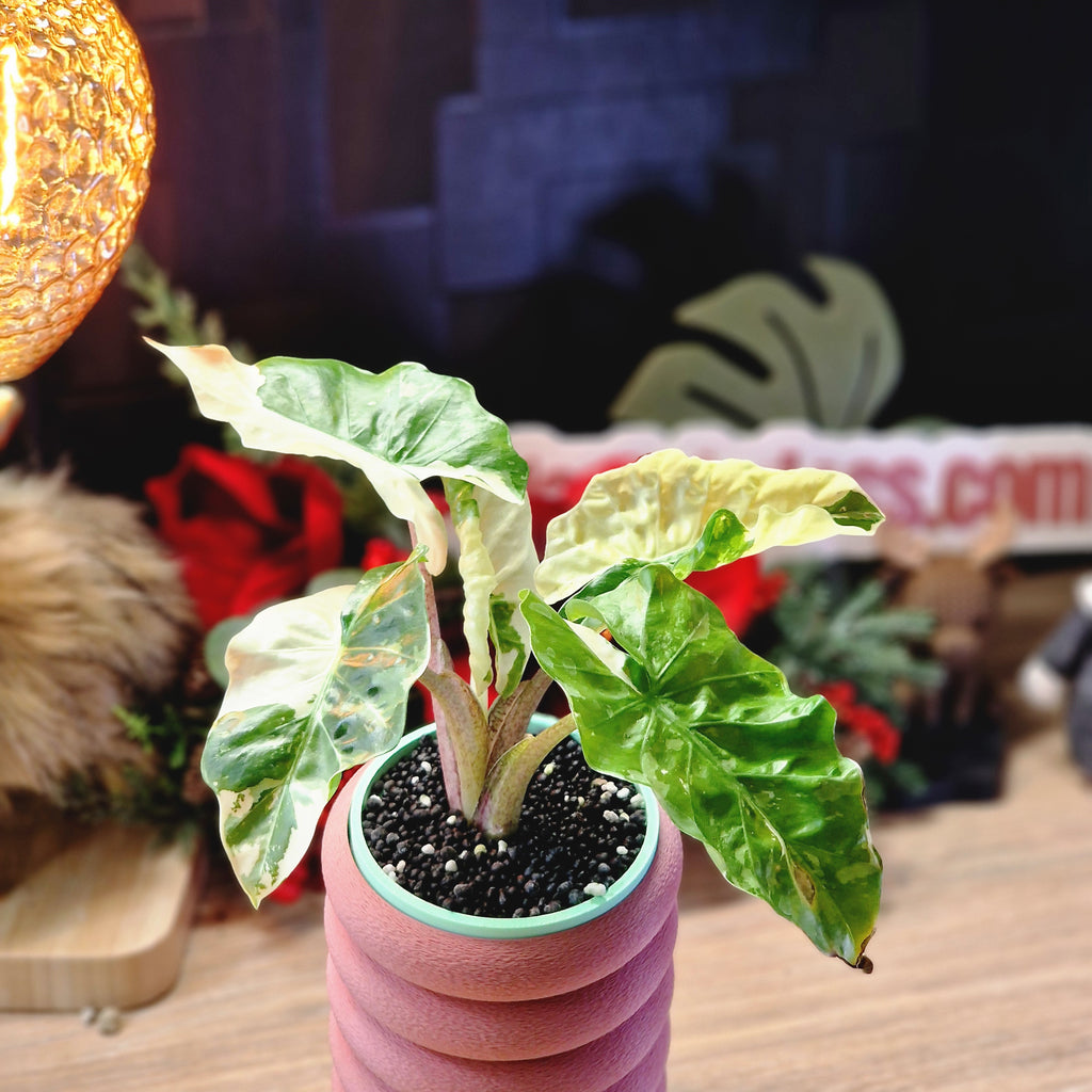 Alocasia Low Rider albo