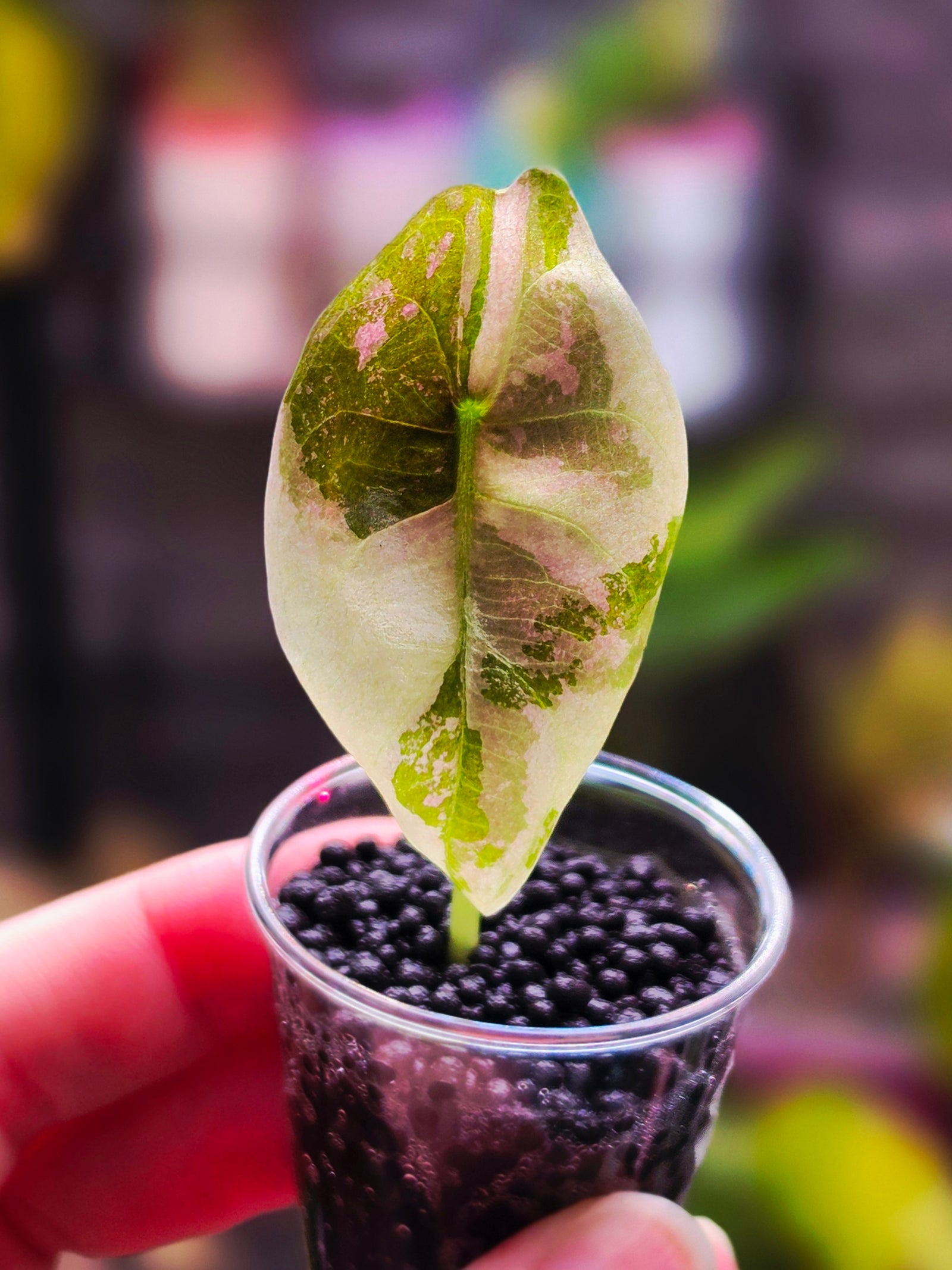 Alocasia Sedenii Pink Variegated | Ultra Rare Pink Collector Alocasia Plant