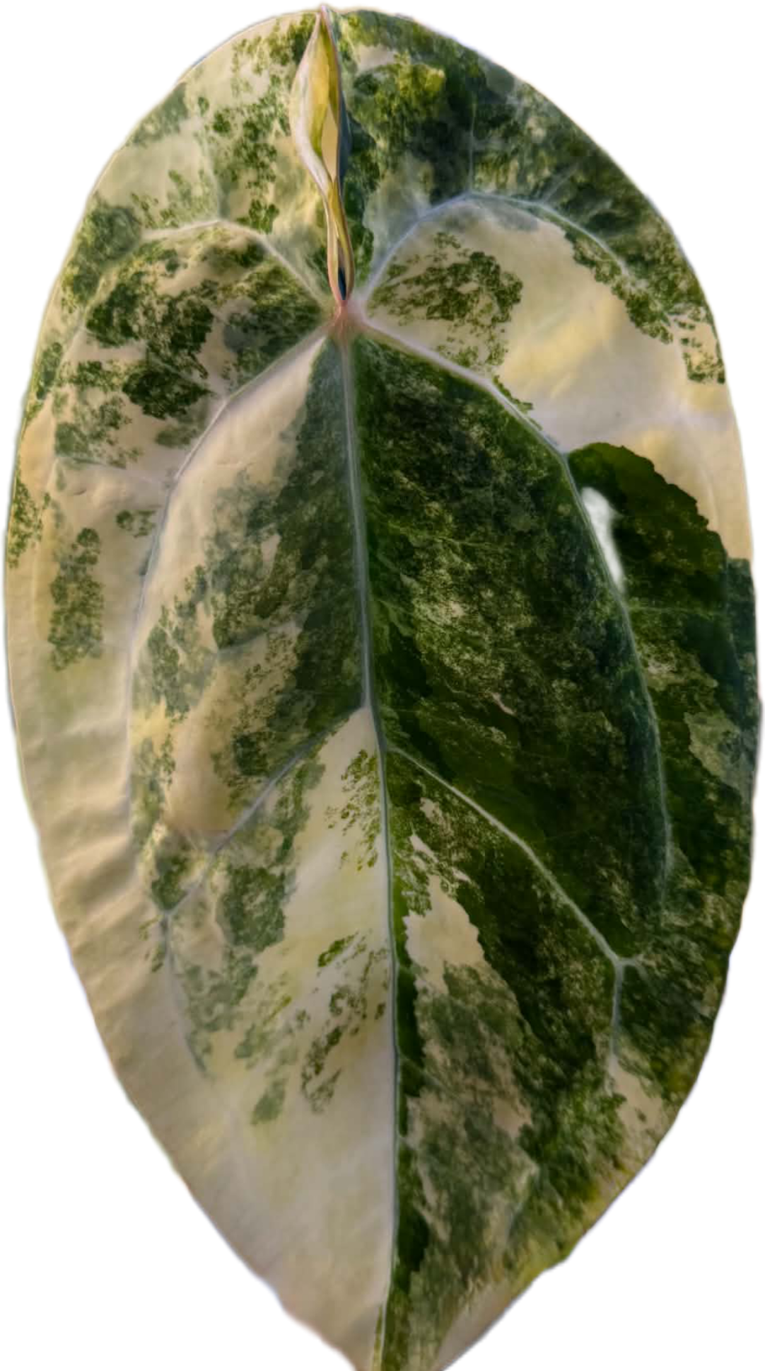 Anthurium (Papillilaminum × Crystallinum) × Portillae — Seedling