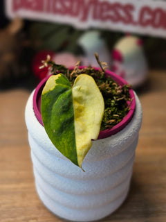 Anthurium Papillilaminum x Red Vein Dark Phoenix dark vein velvet hybrid at Plant.ess