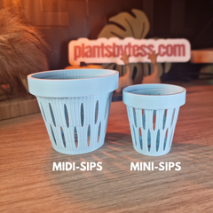 MIDI SIPS | Self-Watering Plant Pot for Medium Plants