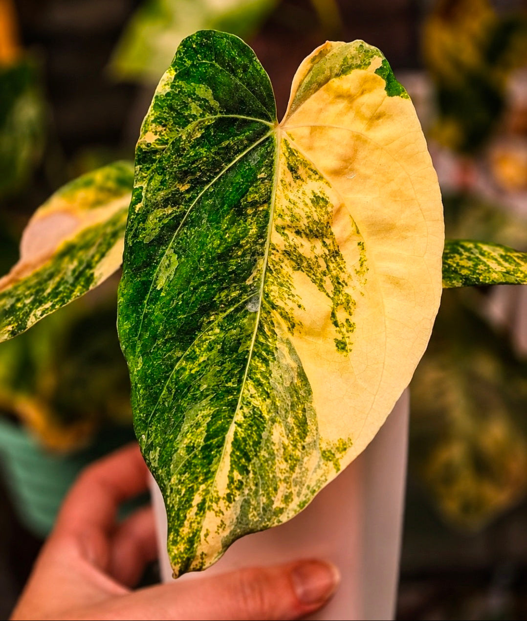 Anthurium (papillilaminum × crystallinum) × Black Velvet Eastern Panama