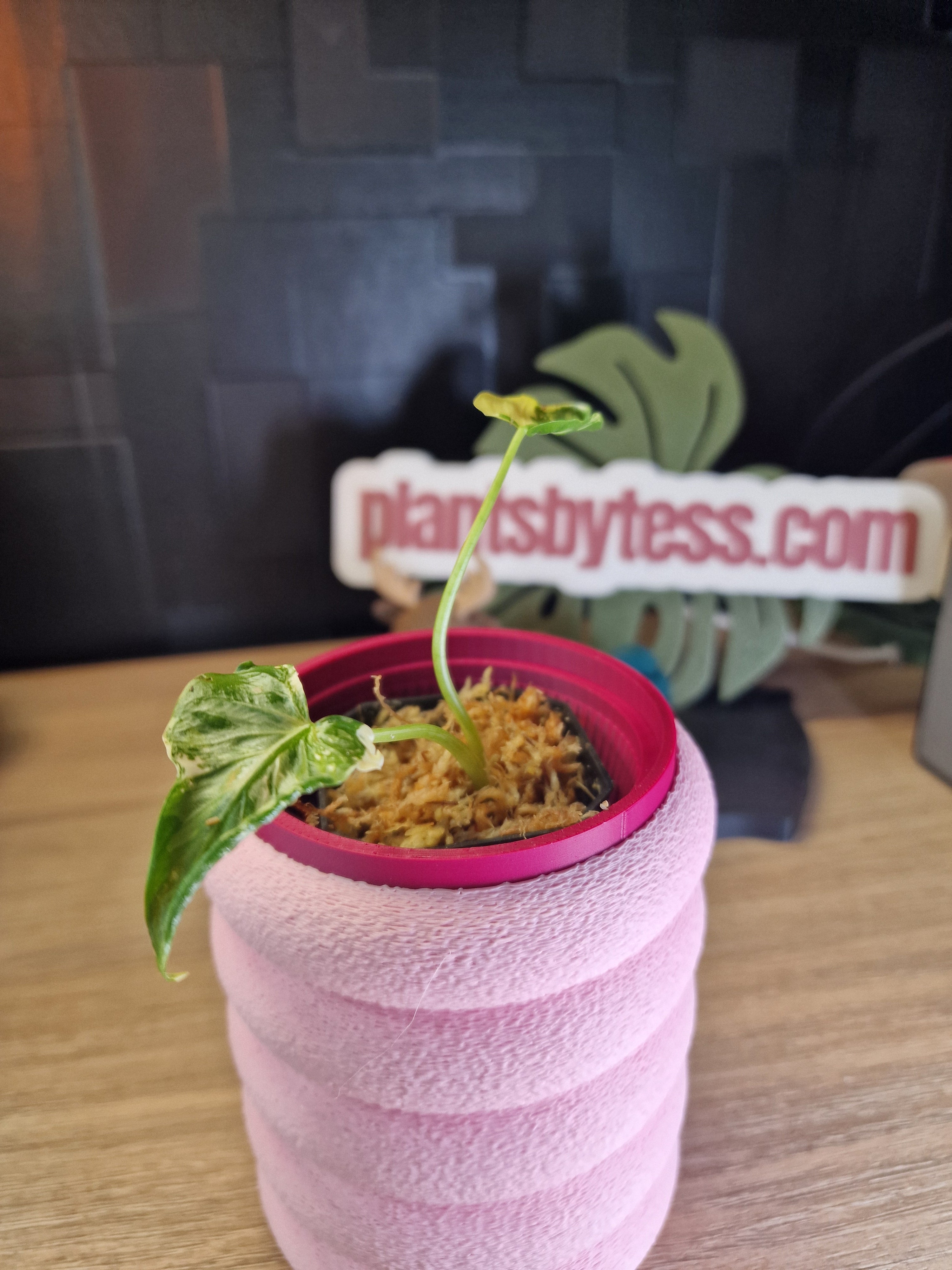 Alocasia Cucullata Crinkles albo #3