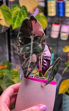 Alocasia Sedenii Pink Corm | Ultra Rare Pink Variegated Alocasia