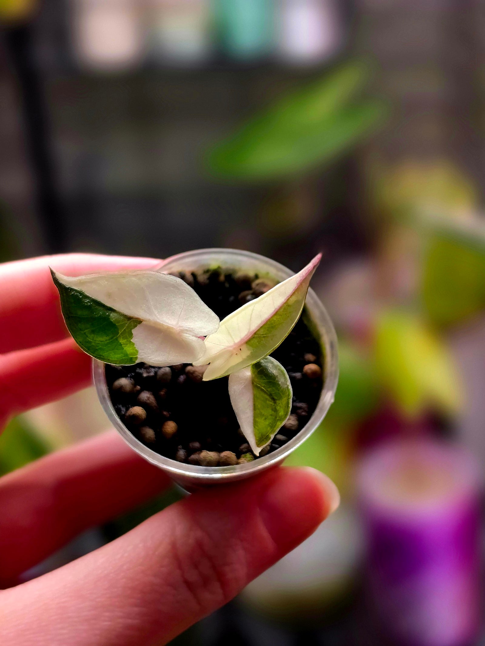 Alocasia Yucatan Princess Pink | Variegated Rare Collector Plant #2