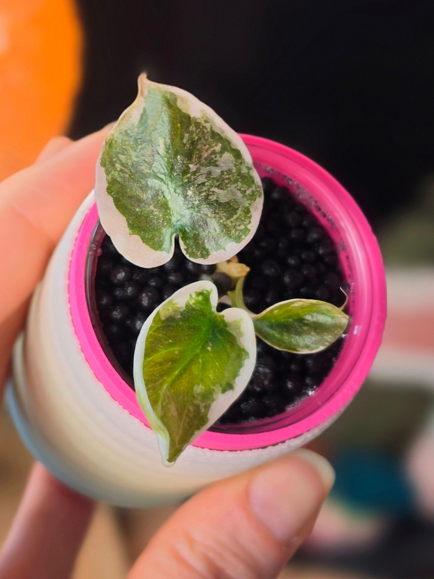 Alocasia Cuprea Pink Marble | Rare Pink Variegated Collector Alocasia