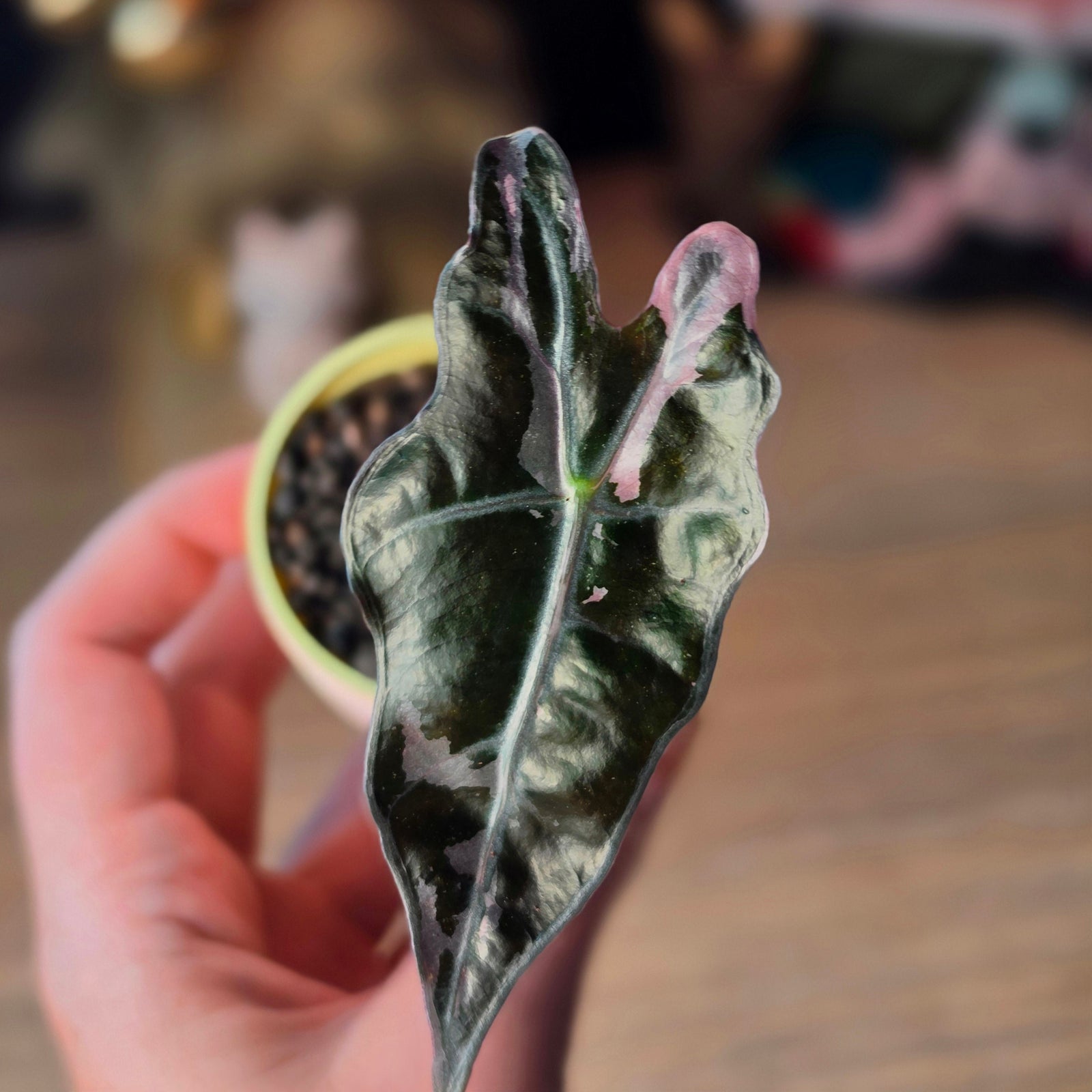 Alocasia Nobilis Pink | Rare Pink Variegated Collector Alocasia