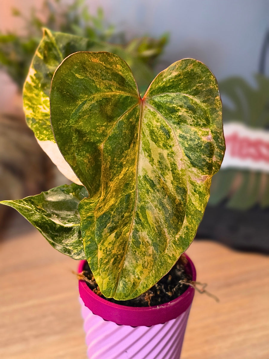 Anthurium Dressleri × X-Ray | High Variegated Clone, 1 Leaf