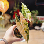 Alocasia Sanderiana Bull aurea corm