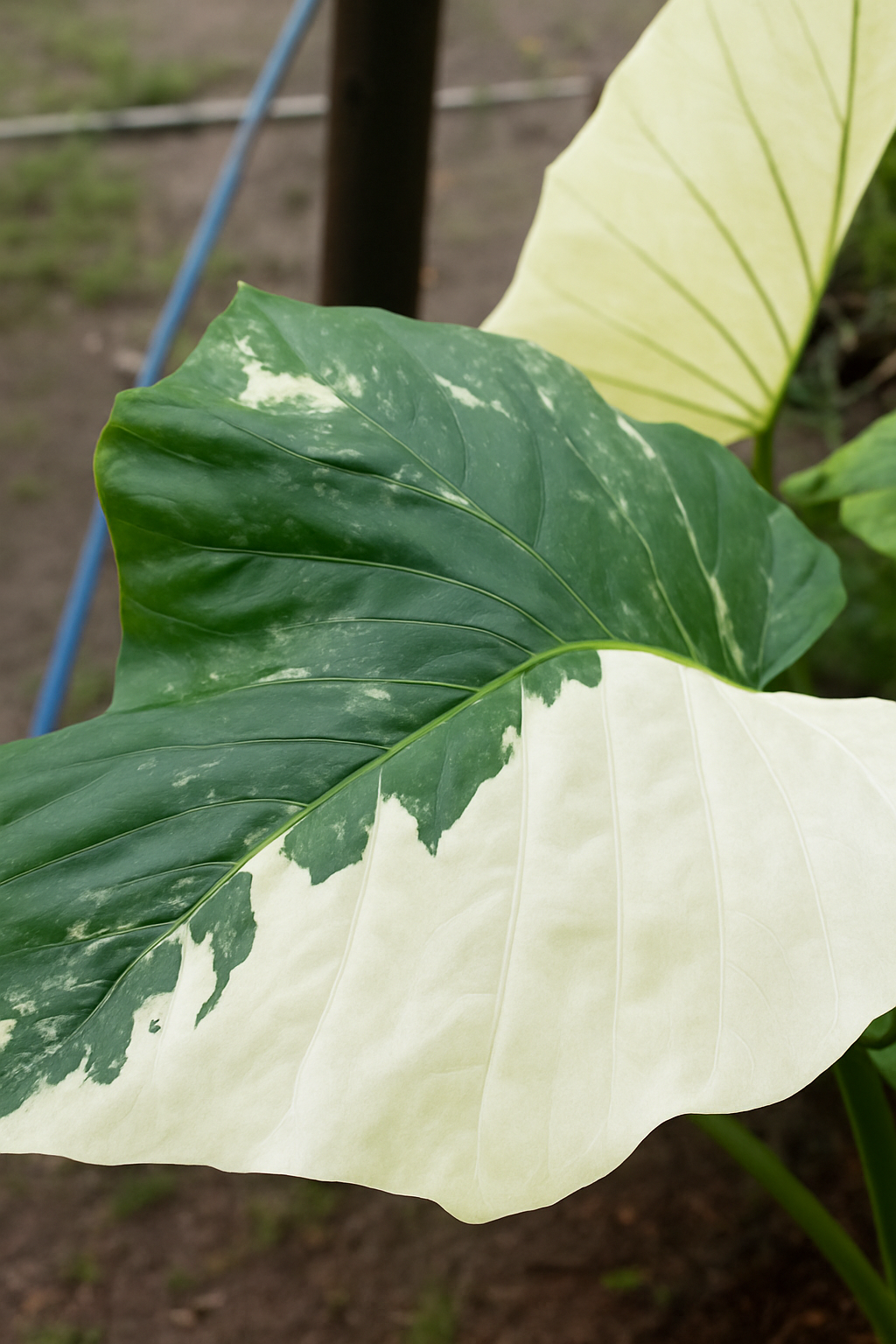 Alocasia Macrorrhiza Black Stem albo corms