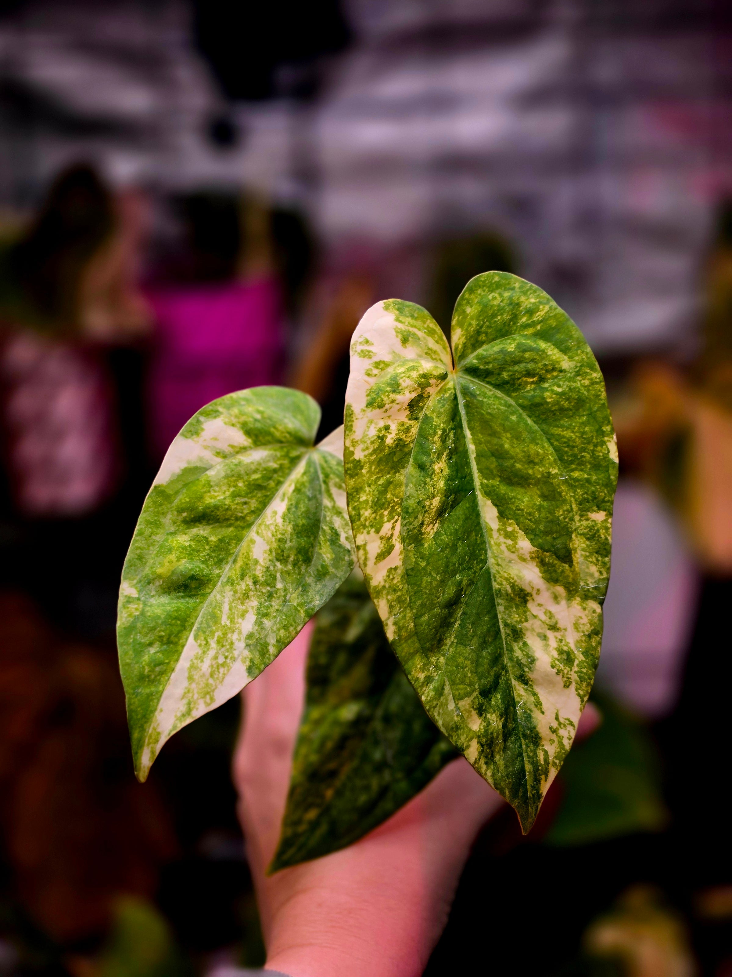 Anthurium (Supermassive × Warocqueanum) × Papillilaminum | Pink Variegated Collector Clone