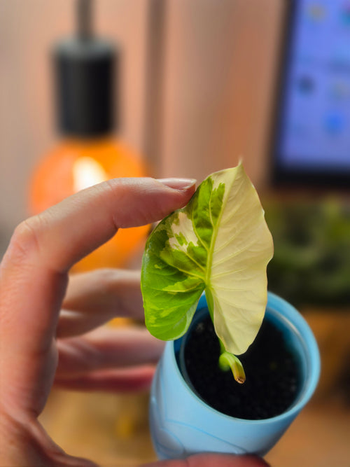 Alocasia Alba Albo | White Variegated Collector Alocasia