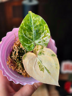 Anthurium Magnificum × Dressleri White | Velvet Collector Hybrid
