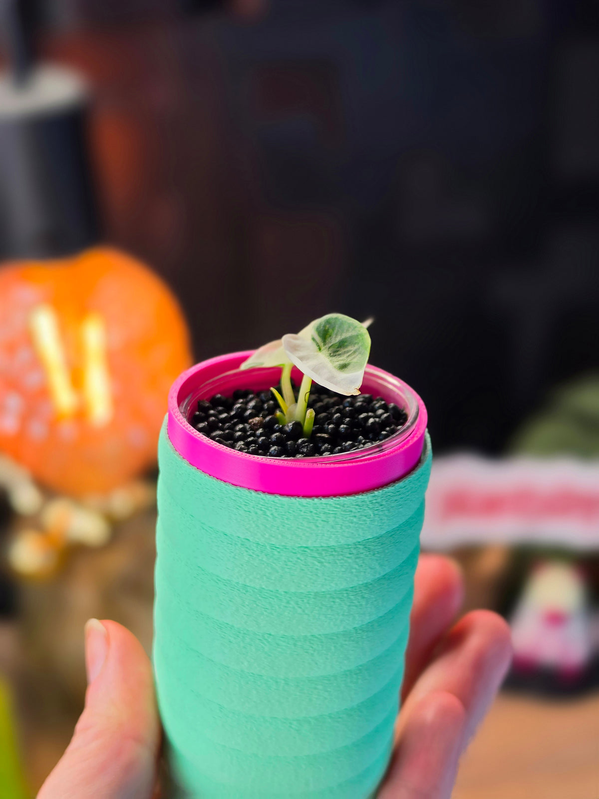 Alocasia Reginae Albo #2