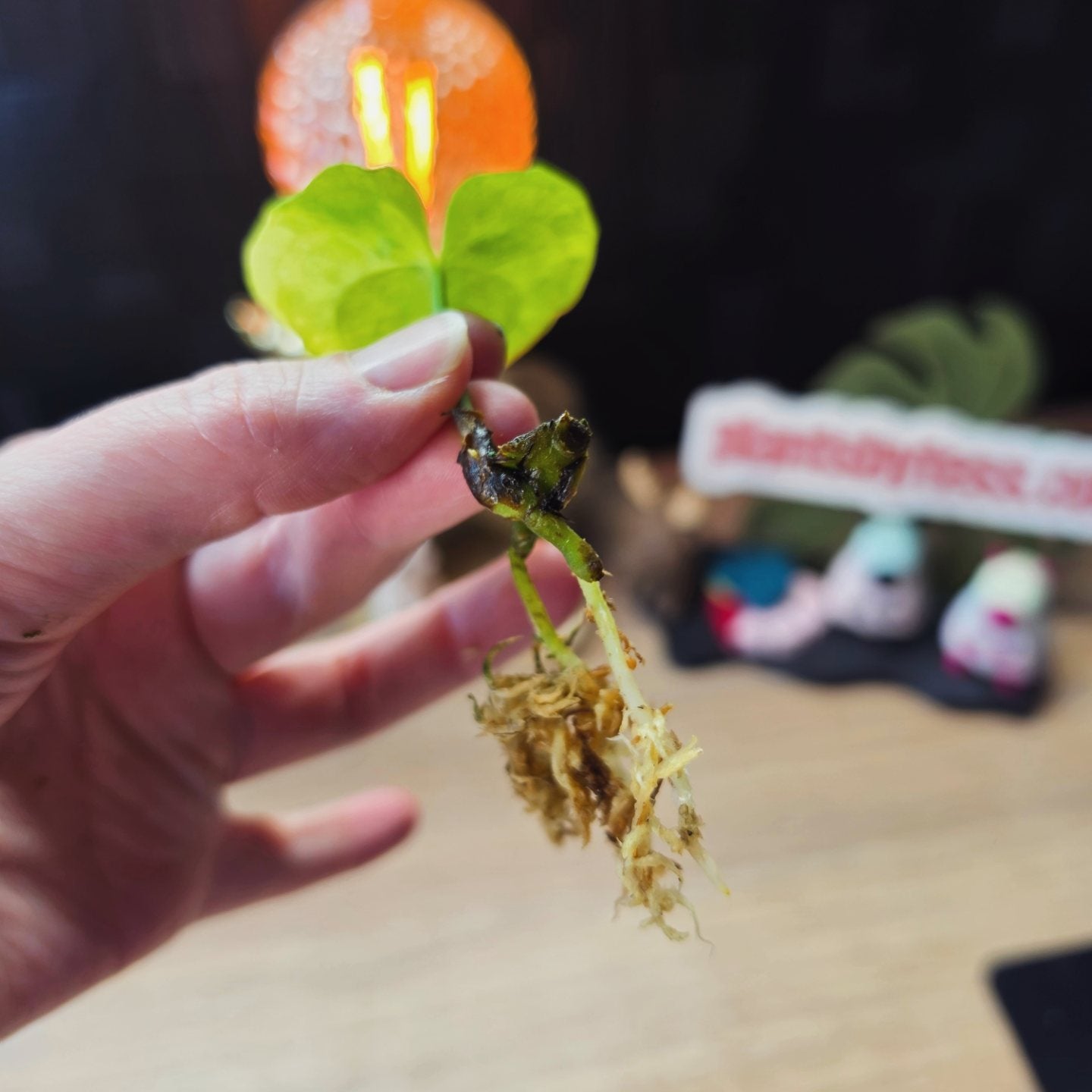 Anthurium (Pterodactyl x Luxurians) x (Papillilaminum x Magnificum) Clone | Rare Collector Hybrid