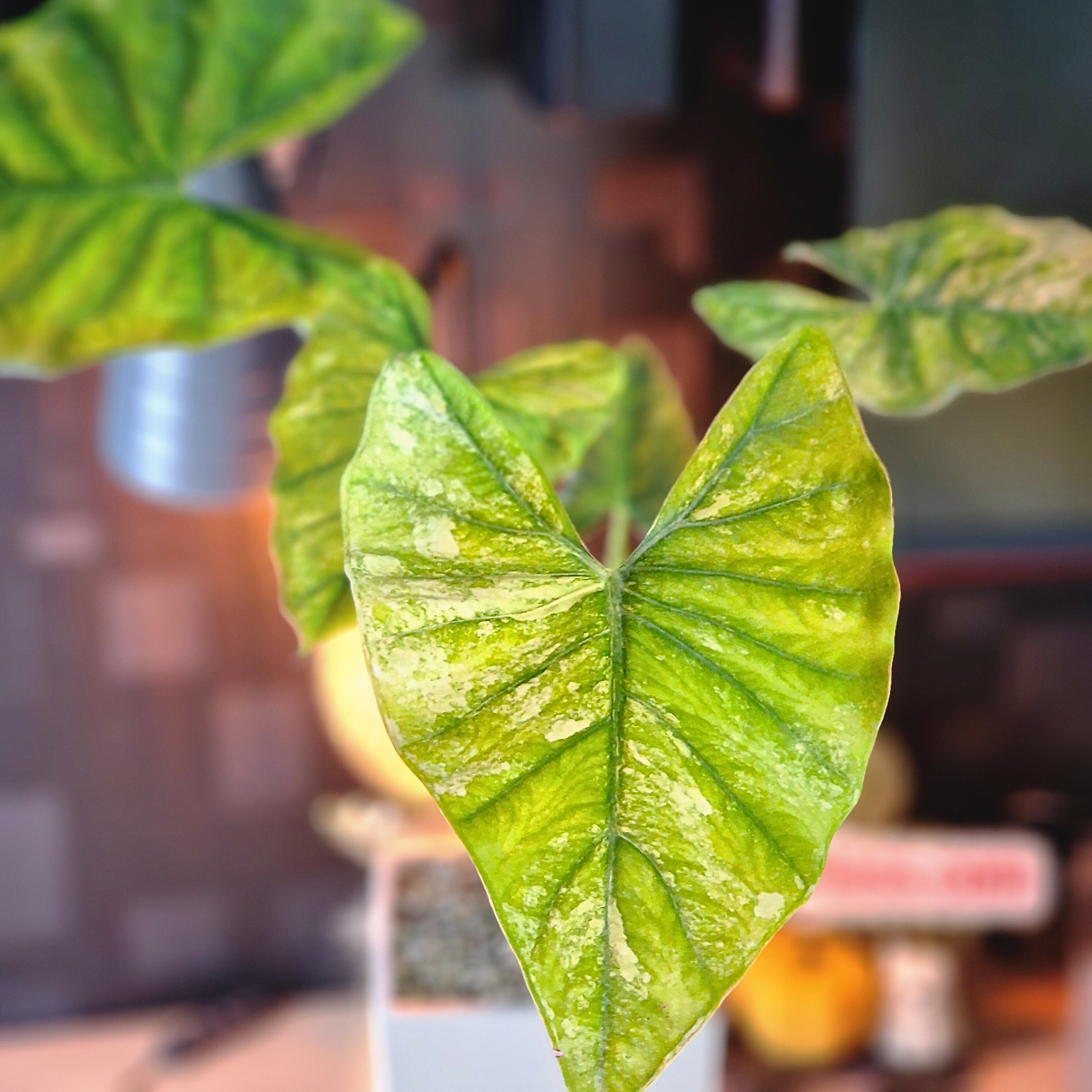 Alocasia Epilithica aurea corm