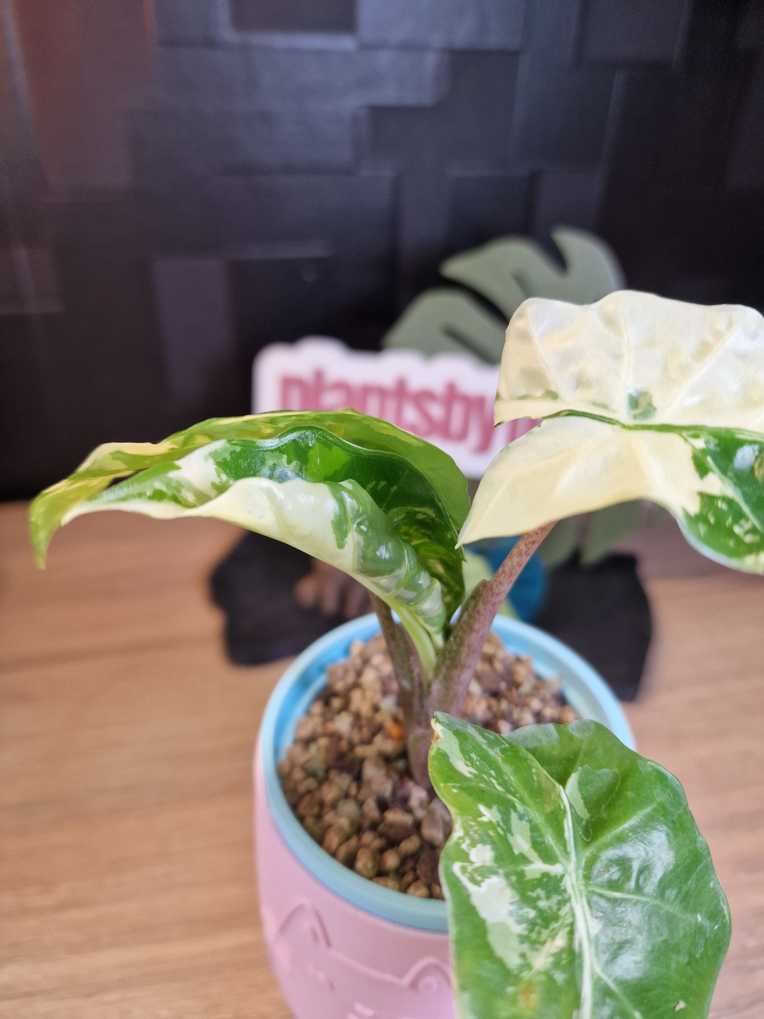 Alocasia Low Rider albo #2