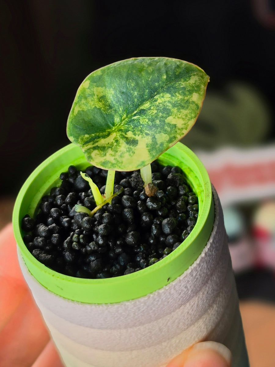 Alocasia Nebula Aurea | Golden Variegated Rare Plant #1
