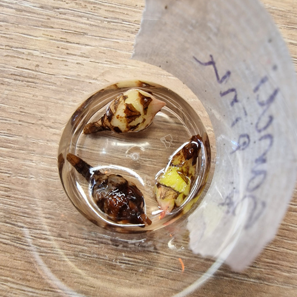 Alocasia Sanderiana pseudo pink corm