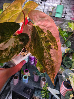 Anthurium (Papillilaminum × Crystallinum) × (Debilis × Red Vein Dark Phoenix) | Velvet Collector Hybrid
