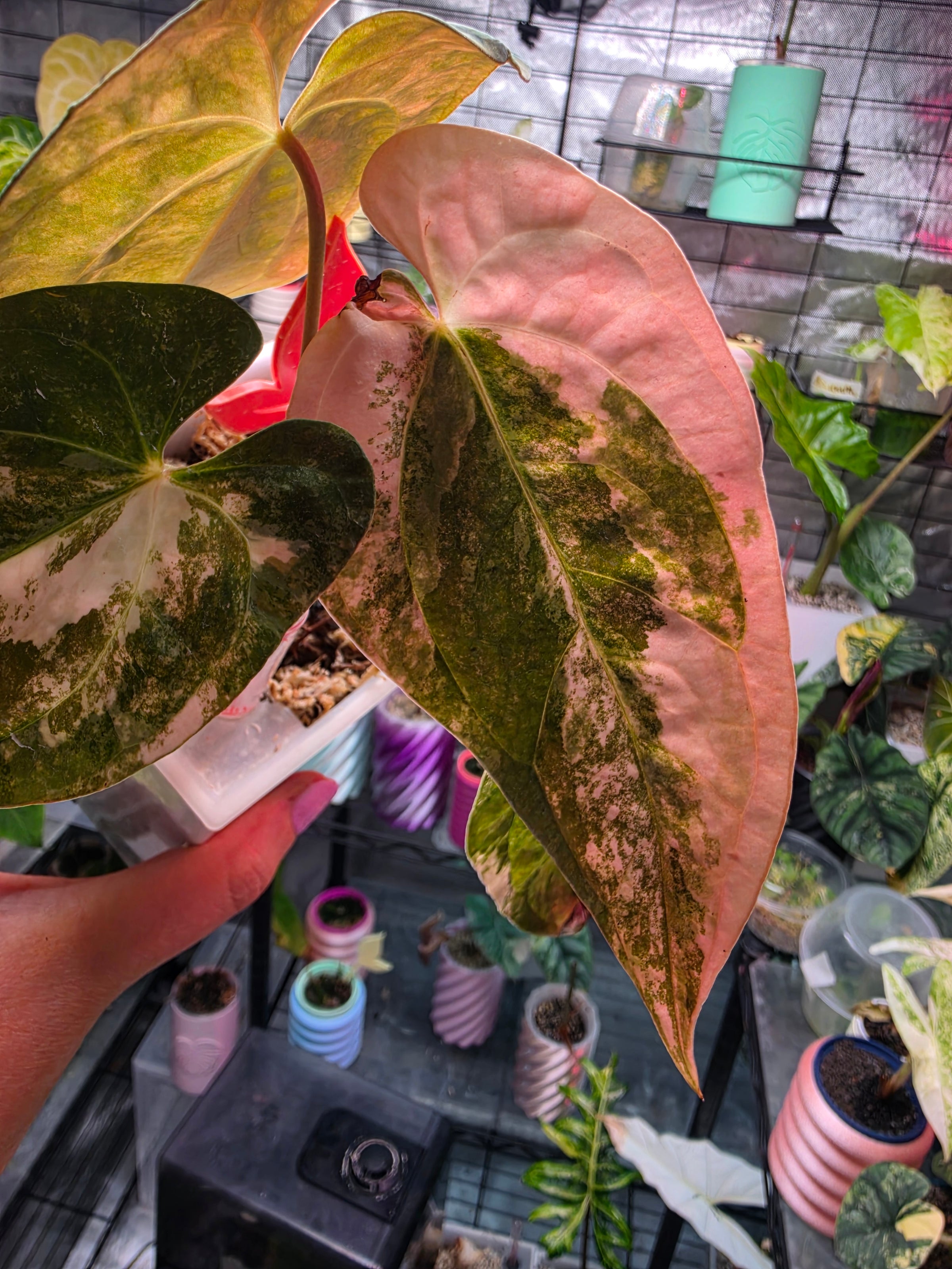 Anthurium (Papillilaminum × Crystallinum) × (Debilis × Red Vein Dark Phoenix) | Velvet Collector Hybrid