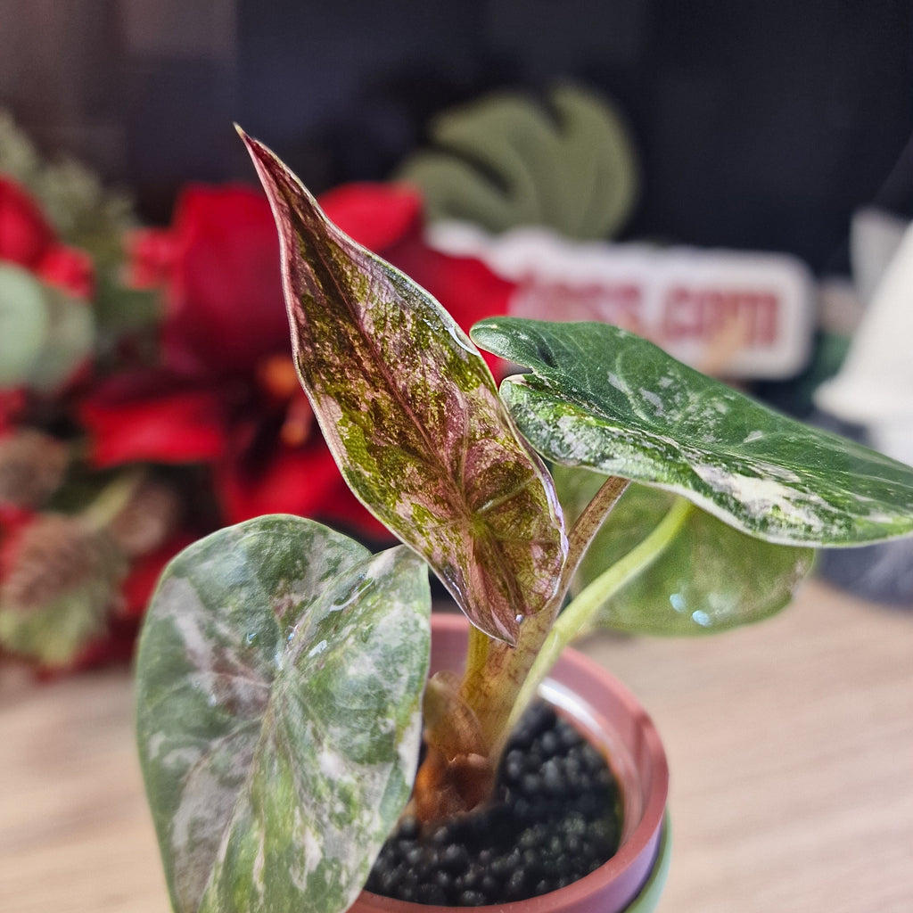 Alocasia Wentii albo baby