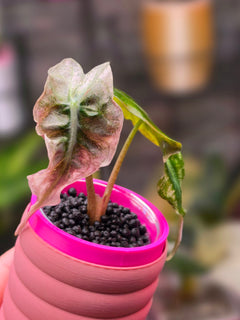 Alocasia Venom Polly Pink | Ultra Rare Pink Variegated Collector Alocasia