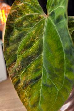 Anthurium Queen Crystallinum × (Forgetii × Papillilaminum) | Peach Clone Velvet Hybrid