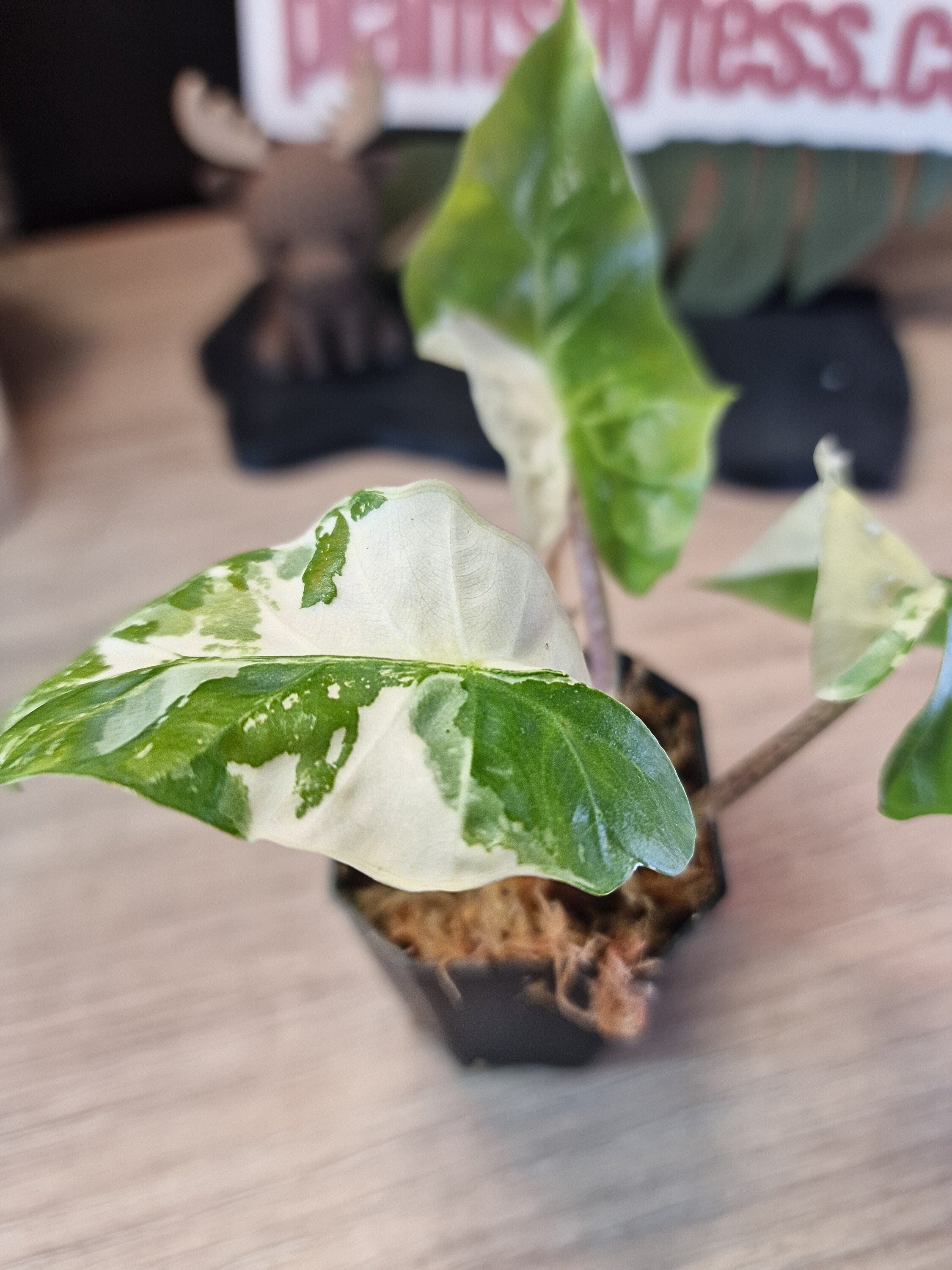 Alocasia Low Rider albo #1