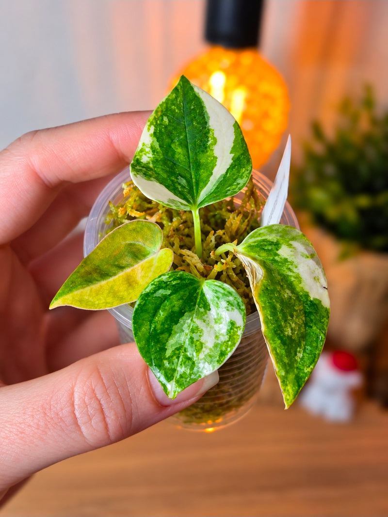 Anthurium Papillilaminum Variegated × (BVEP × RVDP) | White Variegated