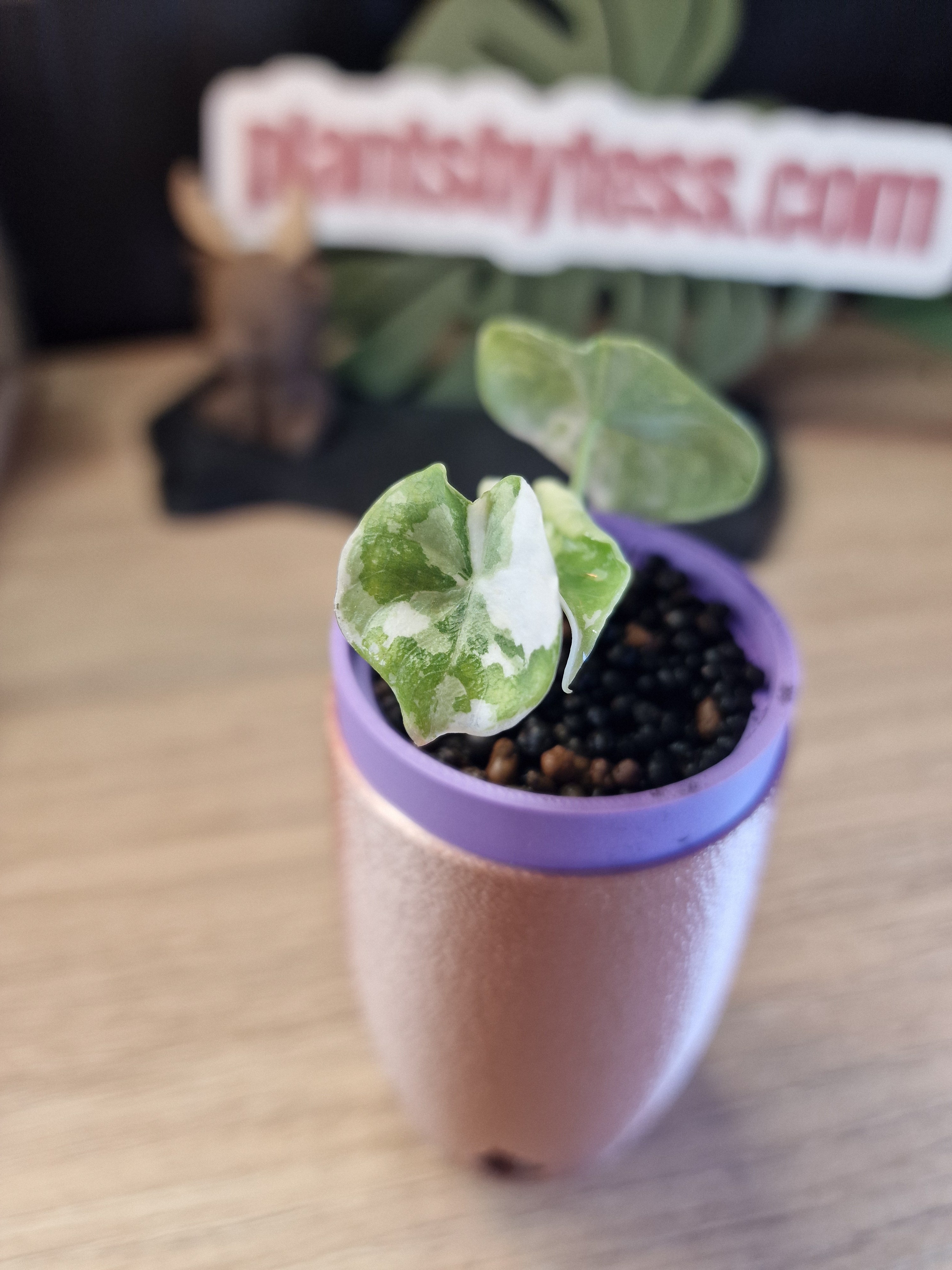 Alocasia Melo Albo #4