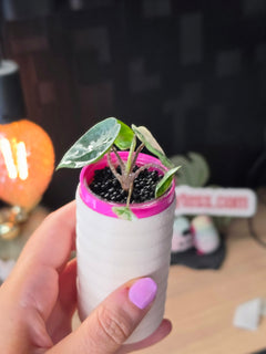 Alocasia Metallic Blue Albo | Rare White Variegated Collector Alocasia