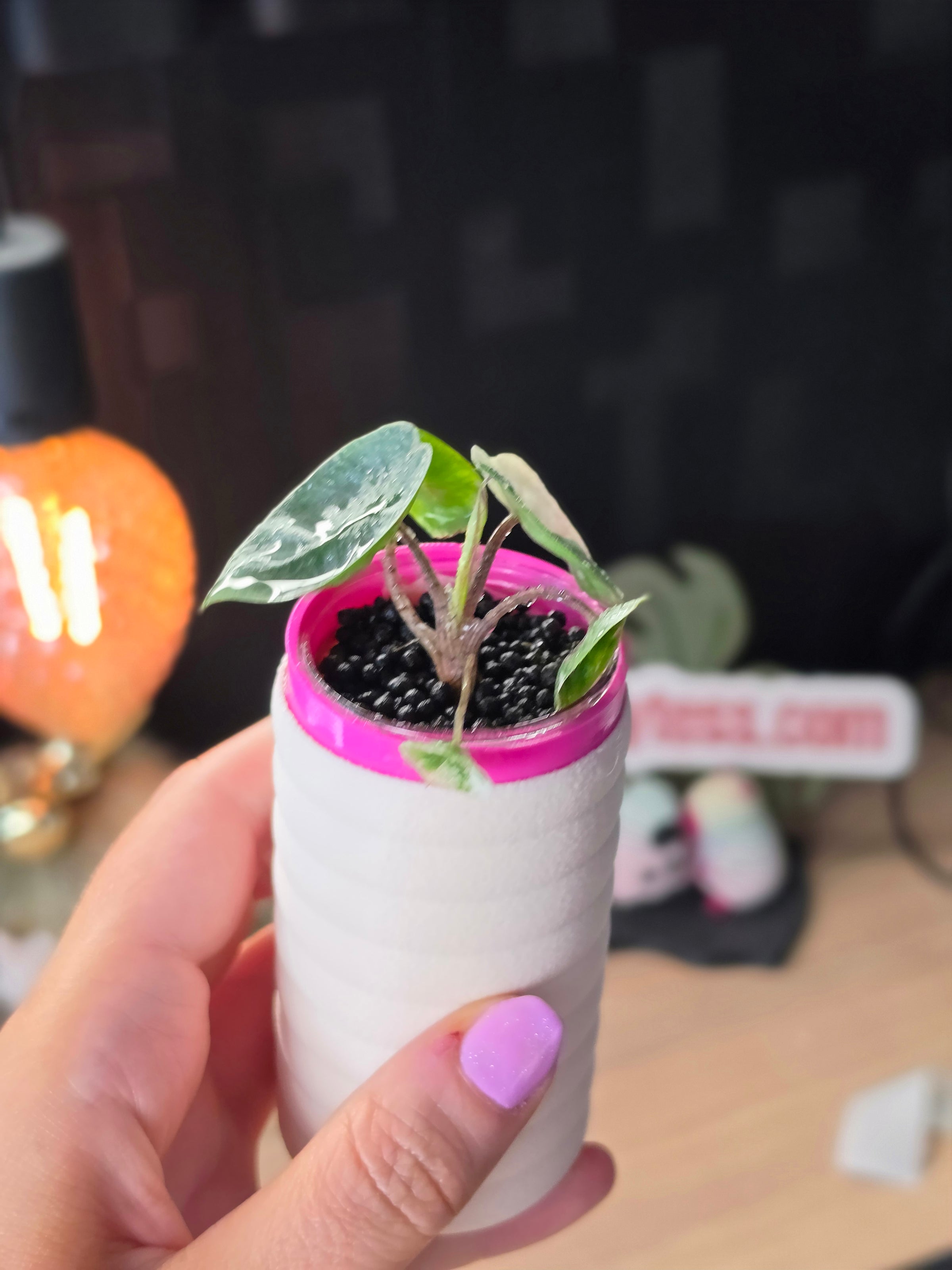 Alocasia Metallic Blue Albo | Rare White Variegated Collector Alocasia