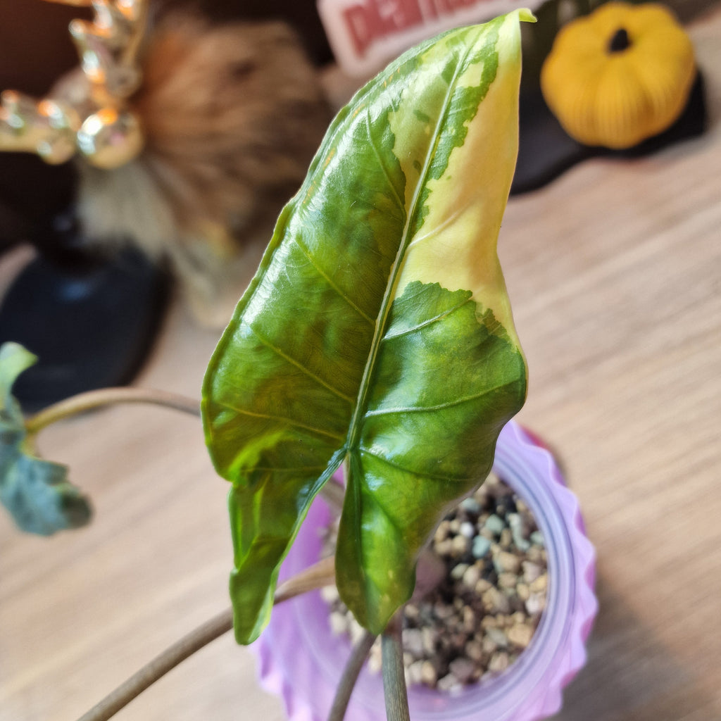Alocasia Corazon aurea baby