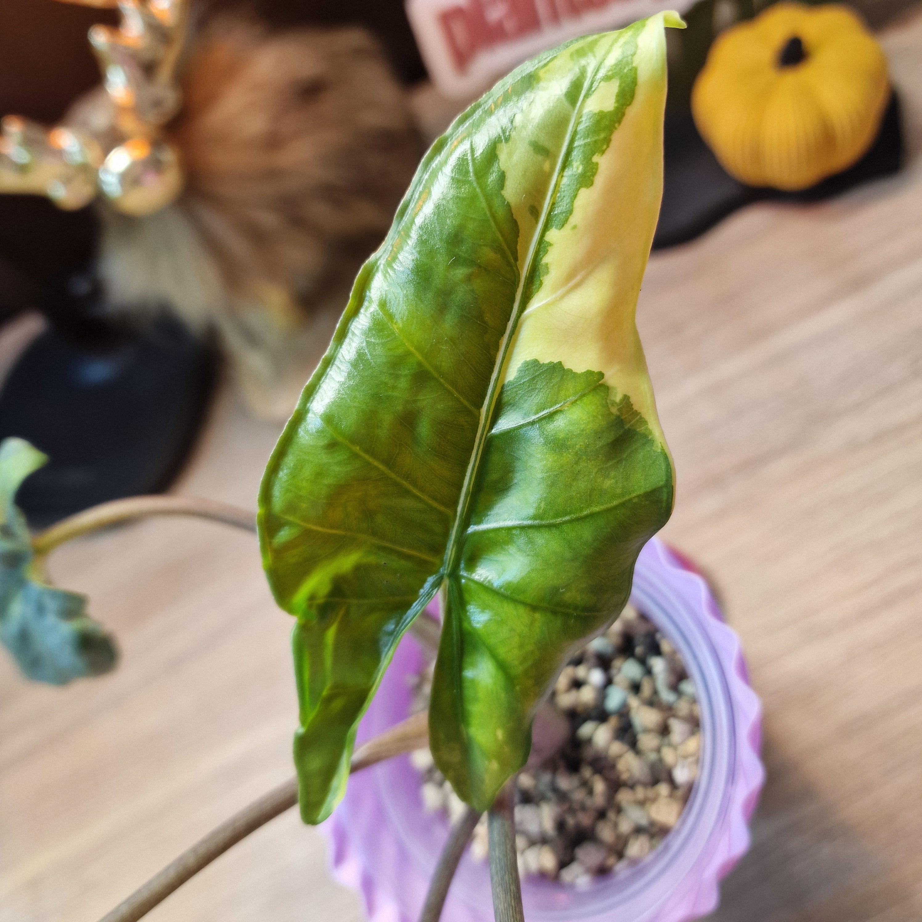 Alocasia Corazon aurea baby