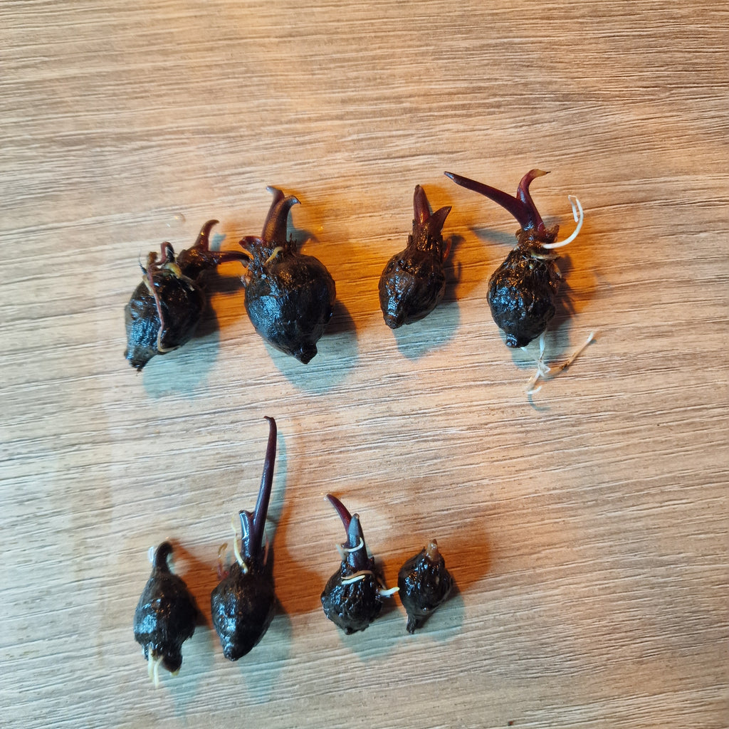 Alocasia Macrorrhiza Black Stem albo corms