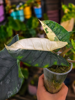 Alocasia 'Metallic Blue' Albo | Corm from Variegated Mother