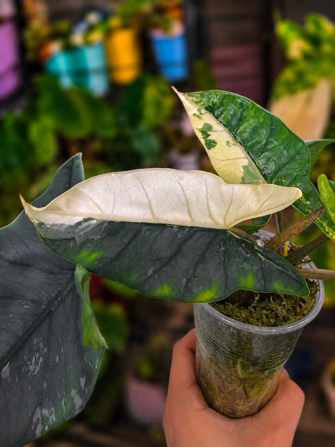 Alocasia 'Metallic Blue' Albo | Corm from Variegated Mother
