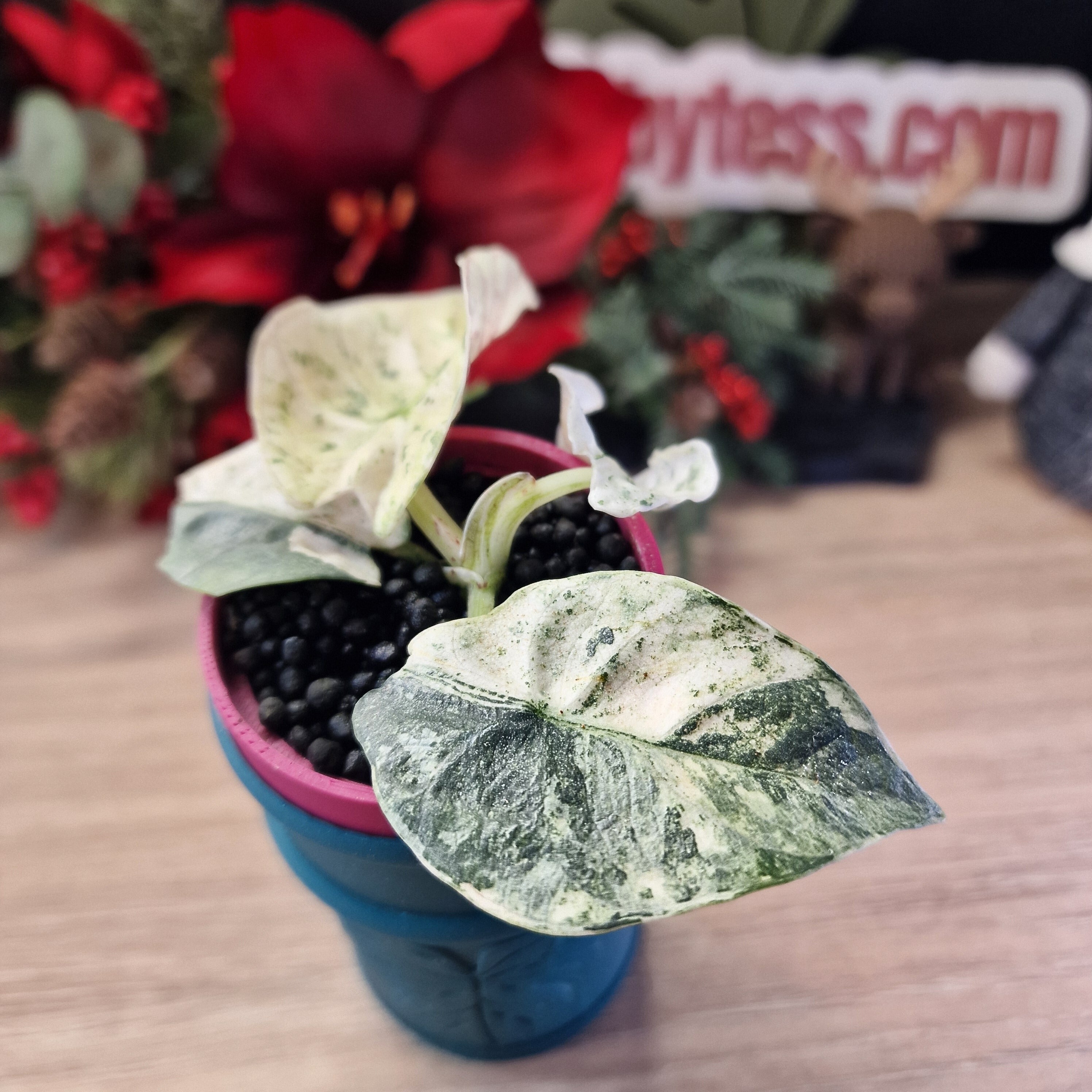 Alocasia Reginae albo/pink